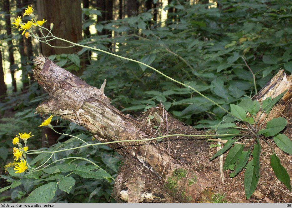 Hieracium murorum (jastrzębiec leśny)