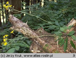 Hieracium murorum (jastrzębiec leśny)