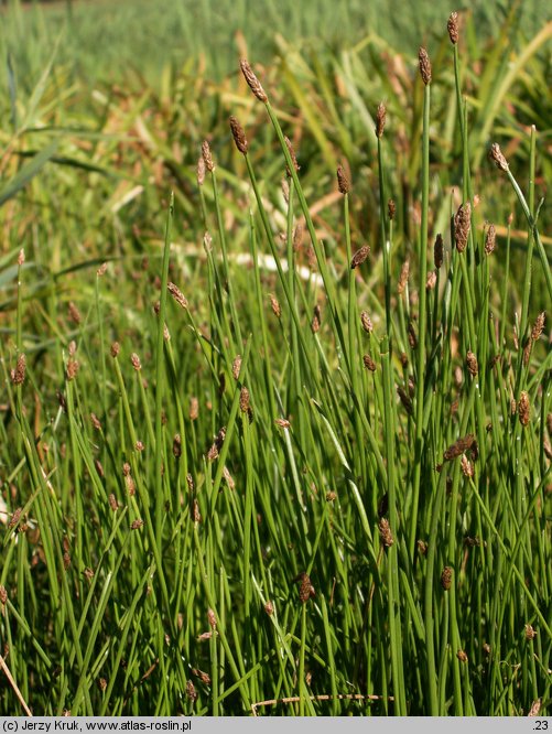 Eleocharis mamillata (ponikło sutkowate)