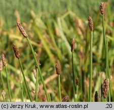 Eleocharis mamillata (ponikło sutkowate)