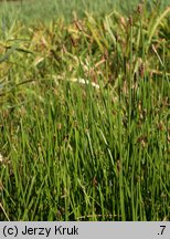 Eleocharis mamillata (ponikło sutkowate)