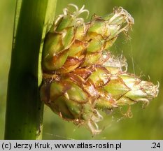 Schoenoplectus mucronatus (oczeret sztyletowaty)