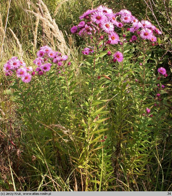 Symphyotrichum novae-angliae (aster nowoangielski)