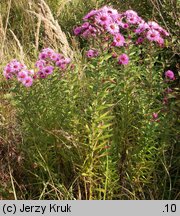 Symphyotrichum novae-angliae (aster nowoangielski)