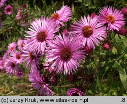 Symphyotrichum novae-angliae (aster nowoangielski)