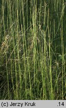 Equisetum ramosissimum (skrzyp gałęzisty)