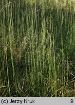 Equisetum ramosissimum (skrzyp gałęzisty)