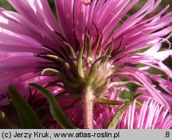 Symphyotrichum novae-angliae (aster nowoangielski)