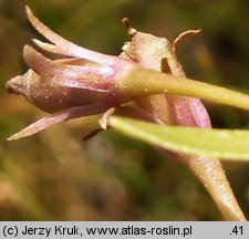 Lindernia procumbens (lindernia mułowa)