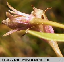 Lindernia procumbens (lindernia mułowa)