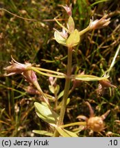 Lindernia procumbens (lindernia mułowa)