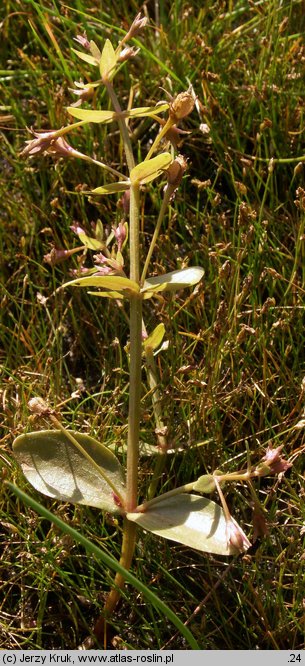 Lindernia procumbens (lindernia mułowa)