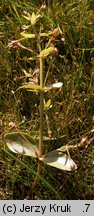 Lindernia procumbens (lindernia mułowa)