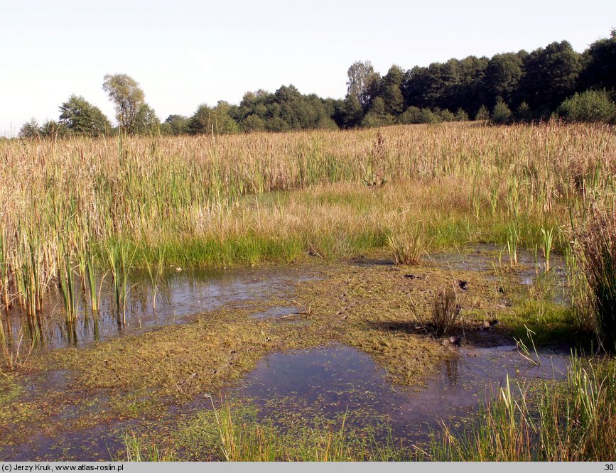 Pilularia globulifera (gałuszka kulecznica)