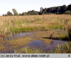 Pilularia globulifera (gałuszka kulecznica)