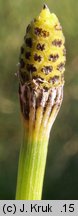 Equisetum ramosissimum (skrzyp gałęzisty)