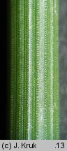 Equisetum ramosissimum (skrzyp gałęzisty)