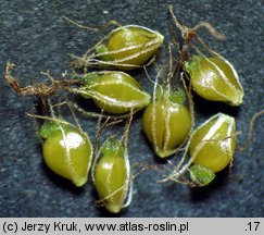 Eleocharis mamillata (ponikło sutkowate)