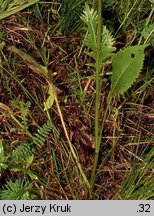 Serratula lycopifolia (sierpik różnolistny)