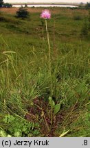 Serratula lycopifolia (sierpik różnolistny)