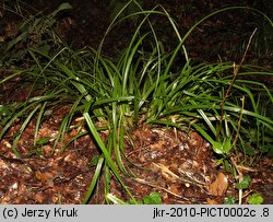 Carex sylvatica (turzyca leśna)