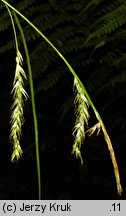 Carex sylvatica (turzyca leśna)