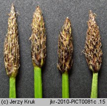 Eleocharis austriaca (ponikło austriackie)