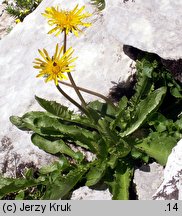 Taraxacum sect. Fontana