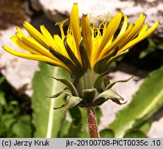 Taraxacum sect. Fontana