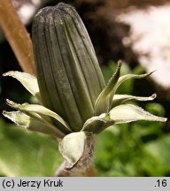 Taraxacum sect. Fontana