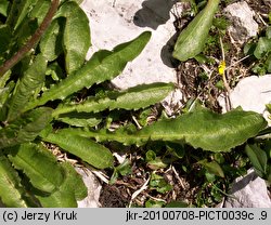 Taraxacum sect. Fontana