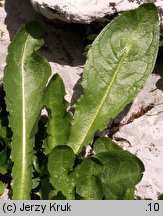 Taraxacum sect. Fontana