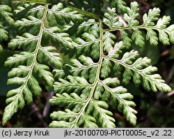 Cystopteris montana (paprotnica górska)