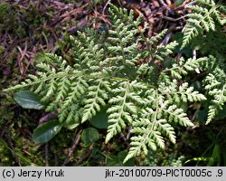 Cystopteris montana (paprotnica górska)