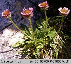 Erigeron hungaricus (przymiotno węgierskie)