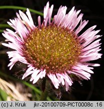 Erigeron hungaricus (przymiotno węgierskie)