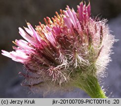 Erigeron hungaricus (przymiotno węgierskie)