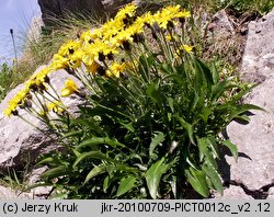 Crepis jacquinii (pępawa Jacquina)