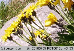 Crepis jacquinii (pępawa Jacquina)