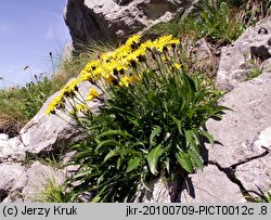 Crepis jacquinii (pępawa Jacquina)