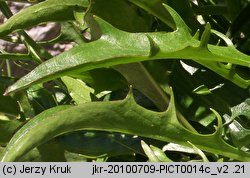 Crepis jacquinii (pępawa Jacquina)