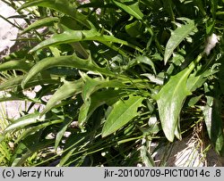 Crepis jacquinii (pępawa Jacquina)