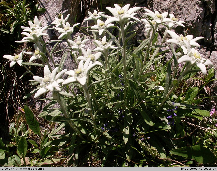 Leontopodium alpinum (szarotka alpejska)