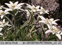 Leontopodium alpinum (szarotka alpejska)