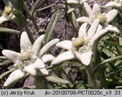 Leontopodium alpinum (szarotka alpejska)