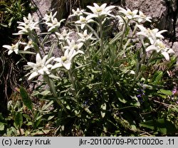 Leontopodium alpinum (szarotka alpejska)