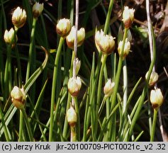 Juncus triglumis (sit trójłuskowy)