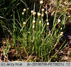 Juncus triglumis (sit trójłuskowy)