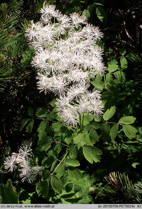 Thalictrum aquilegiifolium (rutewka orlikolistna)