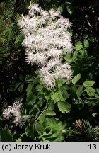 Thalictrum aquilegiifolium (rutewka orlikolistna)